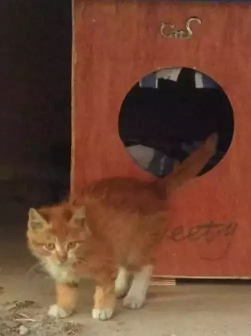 2019温暖继续！这是第七年CatS牌温暖冬屋，替猫咪们说感谢