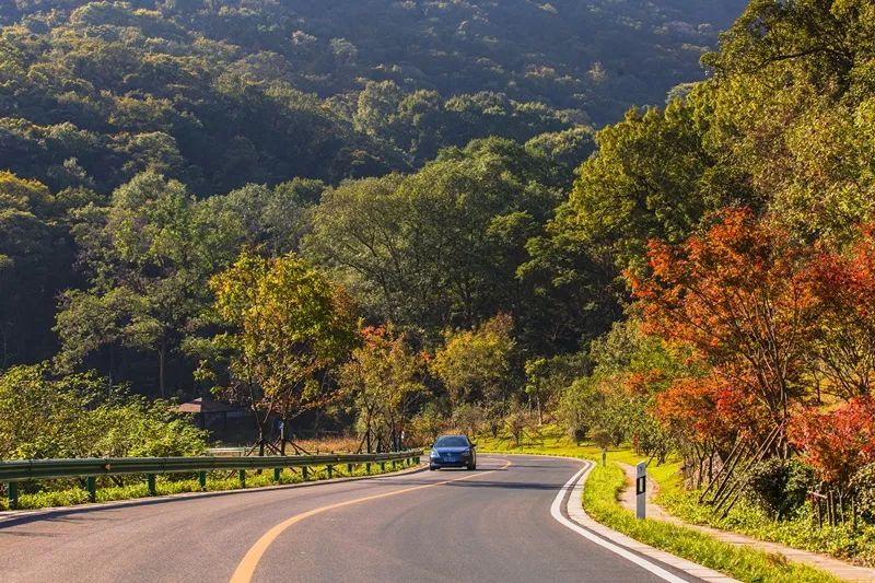 天呐！被南京这些路圈粉！