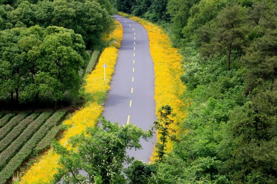 天呐！被南京这些路圈粉！
