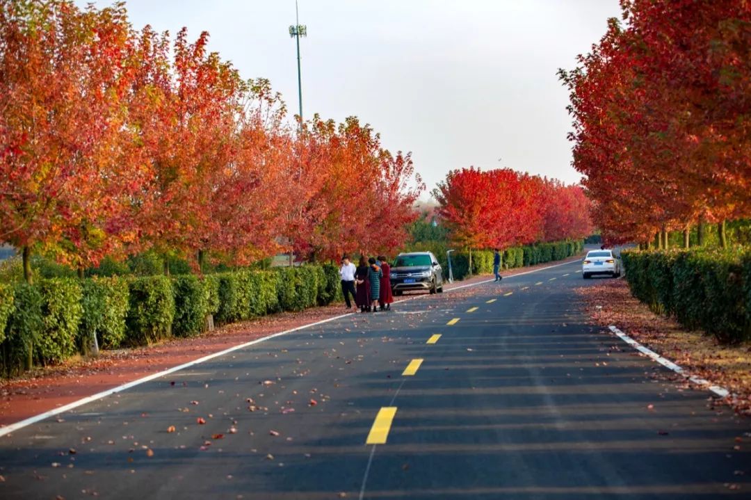 天呐！被南京这些路圈粉！