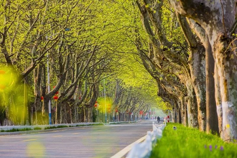 天呐！被南京这些路圈粉！