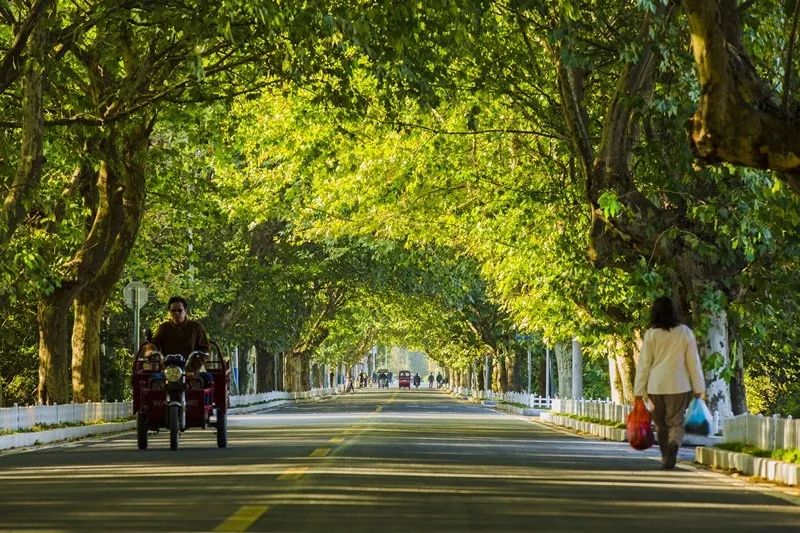 天呐！被南京这些路圈粉！