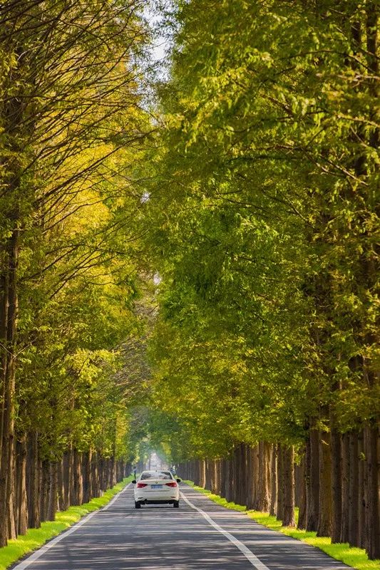 天呐！被南京这些路圈粉！
