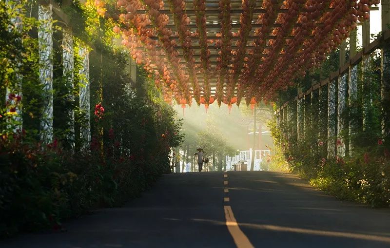 天呐！被南京这些路圈粉！