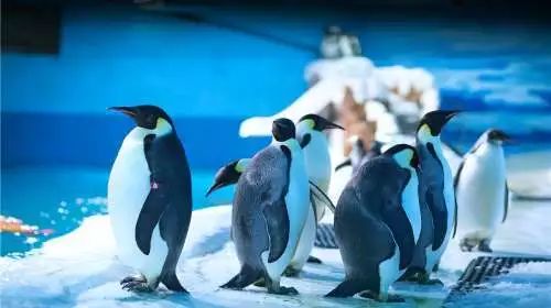 @所有人抢票！仅需1分钱！青岛超20000张景区门票开抢！内含方特、海底世界、崂山......