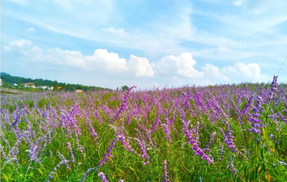长沙河西农家乐和休闲农庄,长沙最佳生态农庄