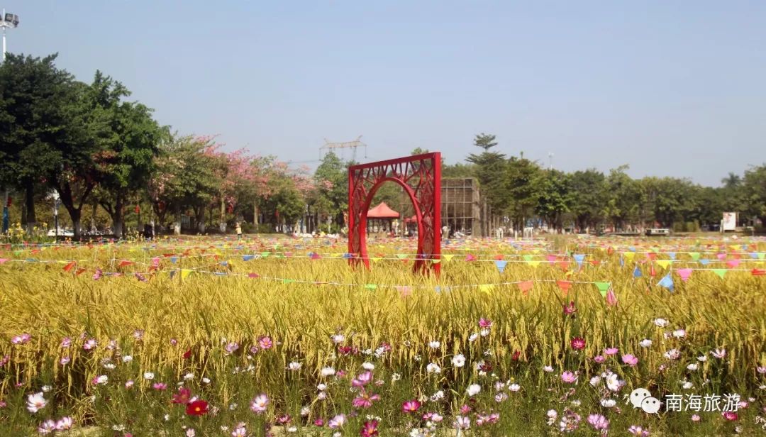 满城尽带黄金甲！在佛山，就能感受秋日童话的浪漫