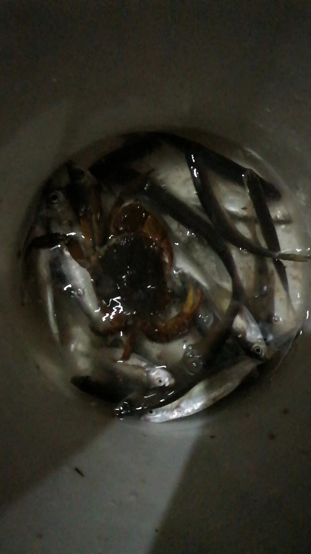 红虫有毒吗？用红虫挂饵应该关注什么？