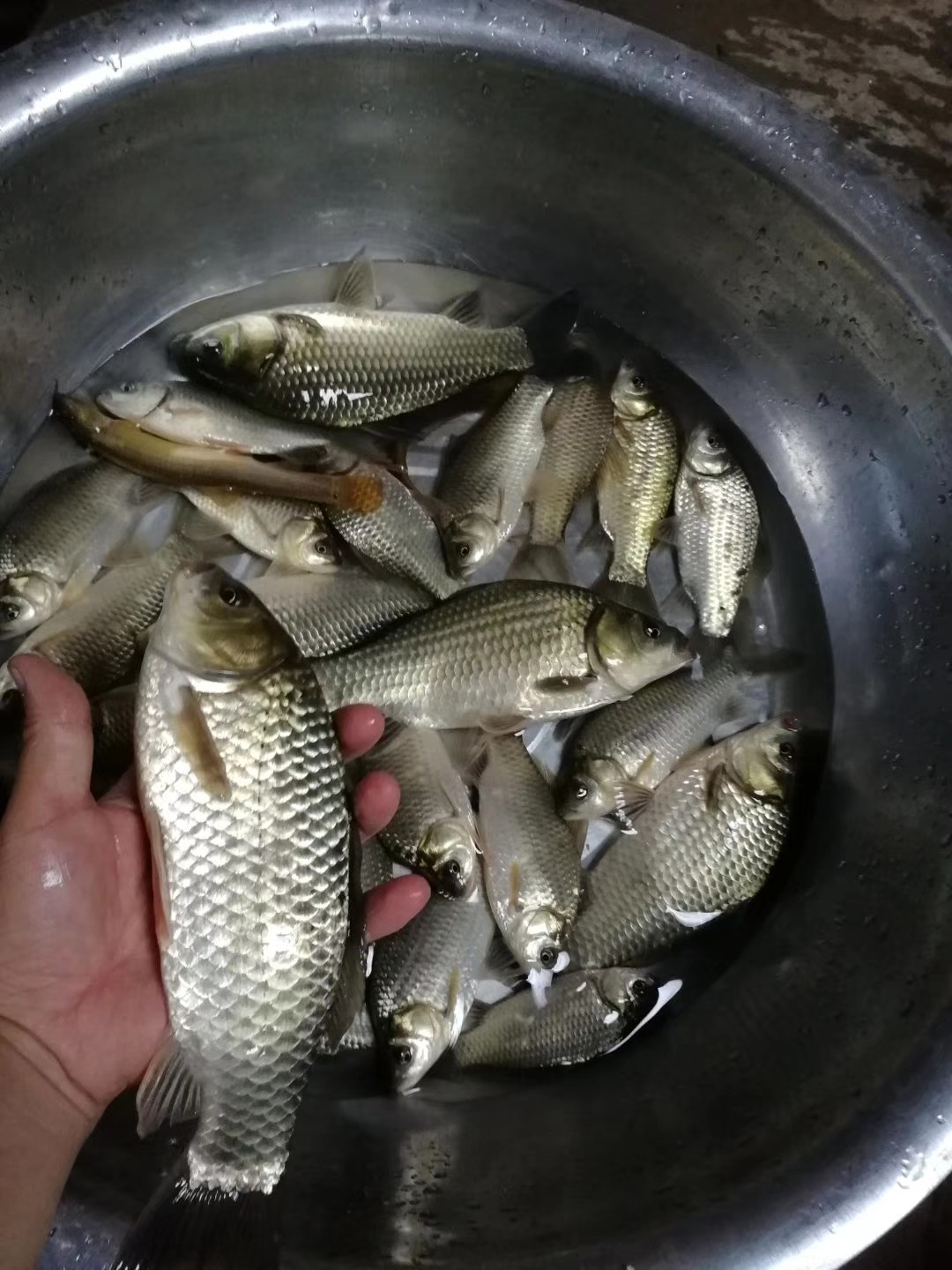 红虫有毒吗？用红虫挂饵应该关注什么？