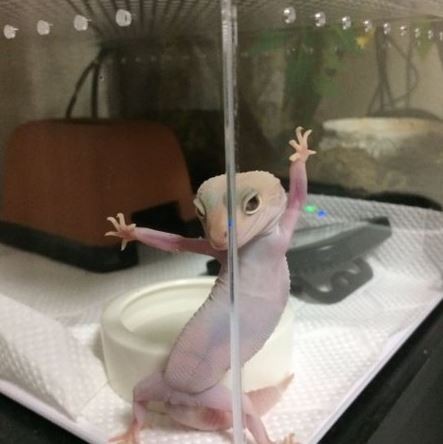 出门关注安全！守宫上演十八相送