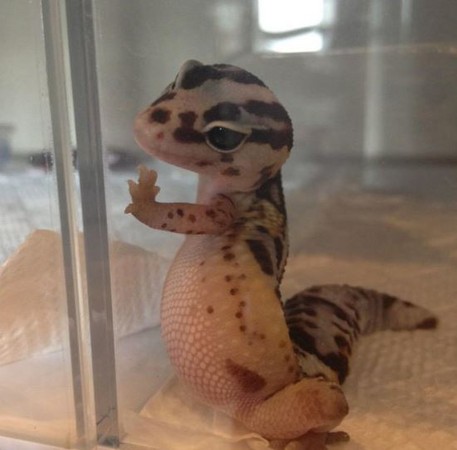 出门关注安全！守宫上演十八相送