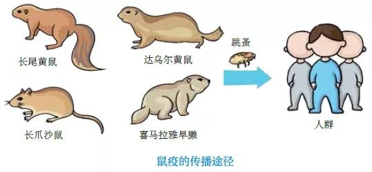 灭鼠宣传手册,鼠疫防控手册