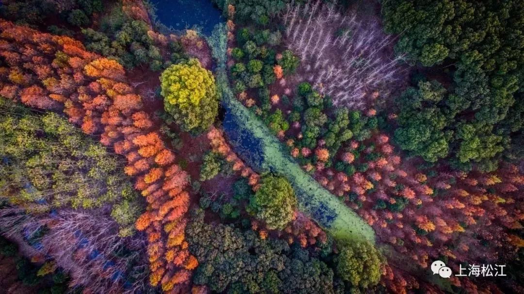 申城一日游必去景点,有哪些免费的景区推荐一下