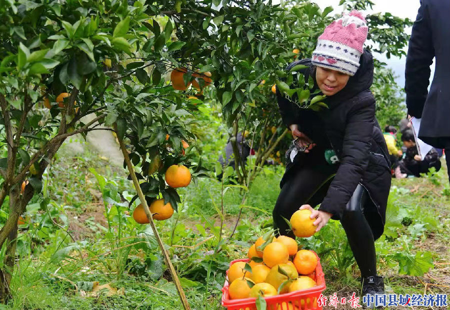 农文旅融合助推乡村振兴感想,农旅融合促乡村振兴经典案例