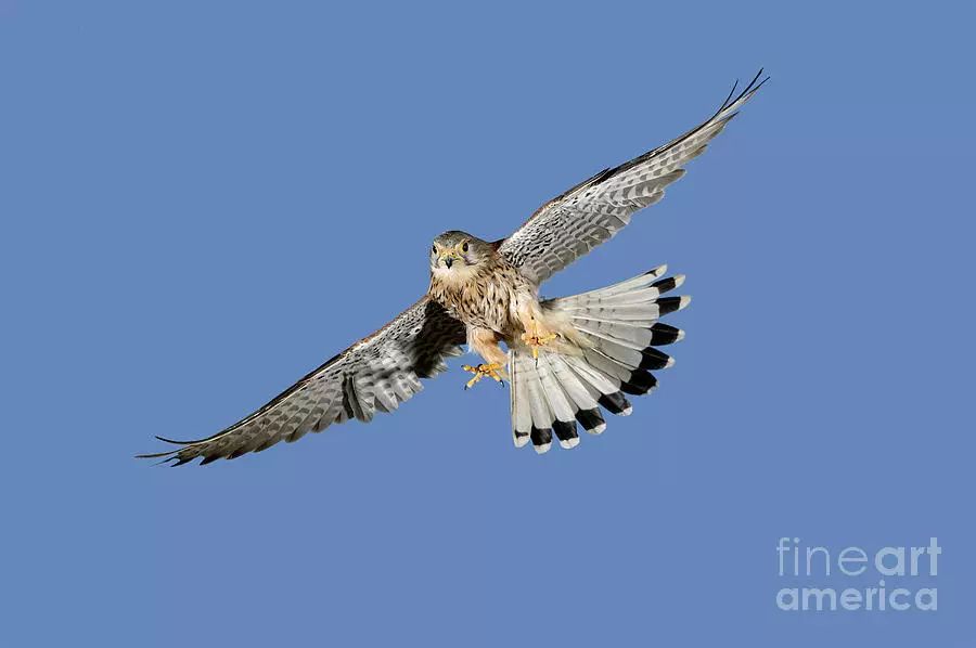 这也许是最好买的一场劲草嘉年华……