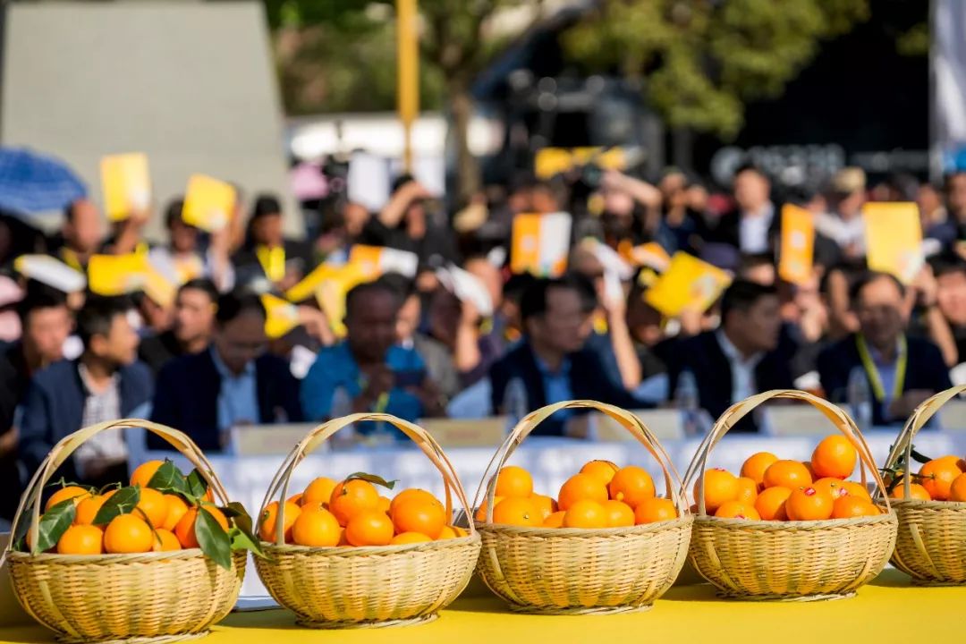 象山文化节视频,象山枇杷节开幕式
