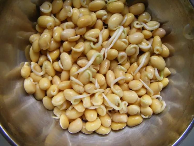 那些发芽的食物还能吃吗,发芽的食物不能吃一文告诉你真相