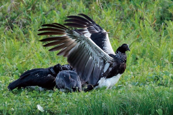 这些奇特生物你们见过吗,这些神奇的生物你都见过么
