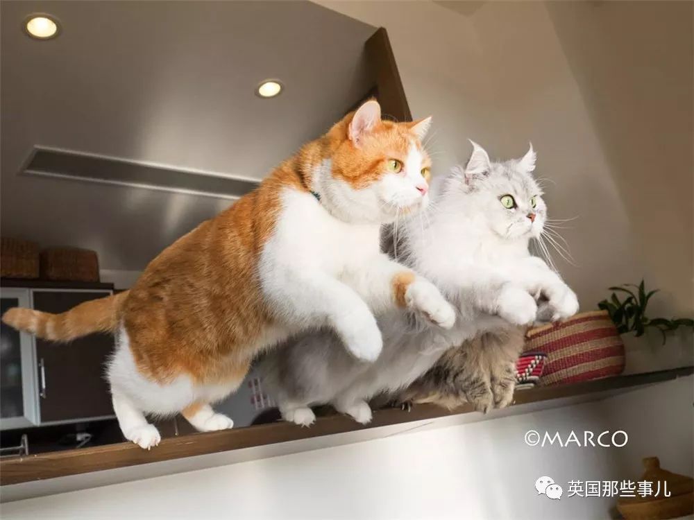 喵星人吃起来真香看的都想吃一口 (喂喵星人吃饭一副生无可恋的表情)