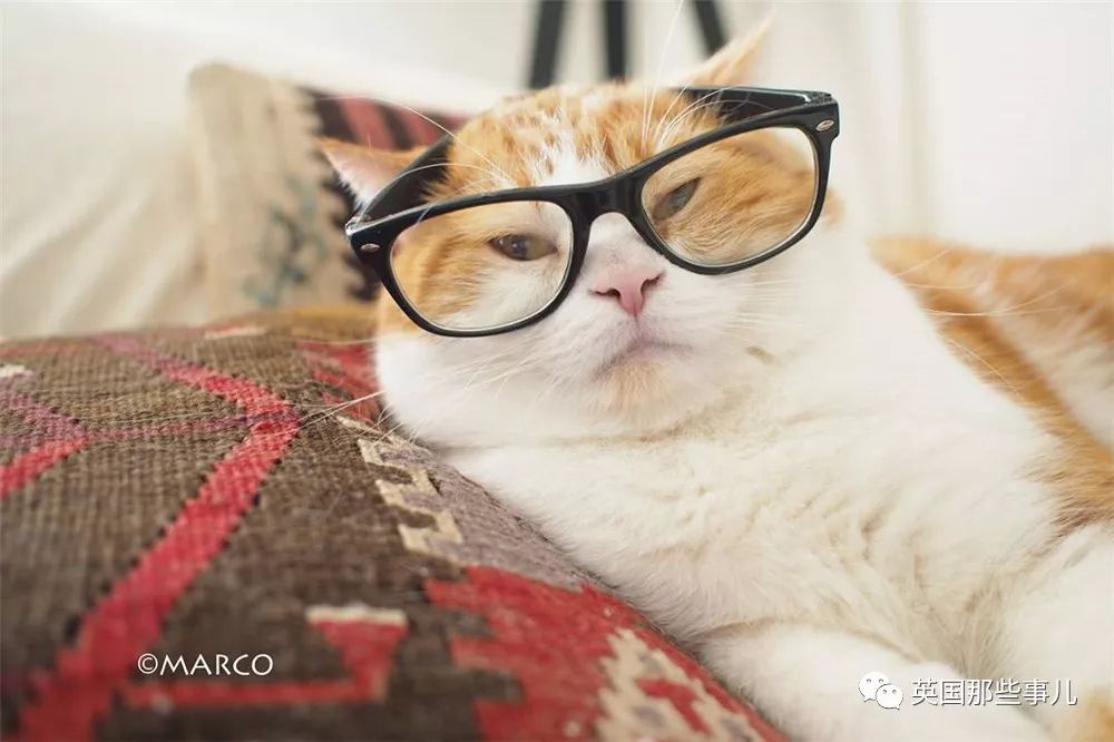 喵星人吃起来真香看的都想吃一口 (喂喵星人吃饭一副生无可恋的表情)