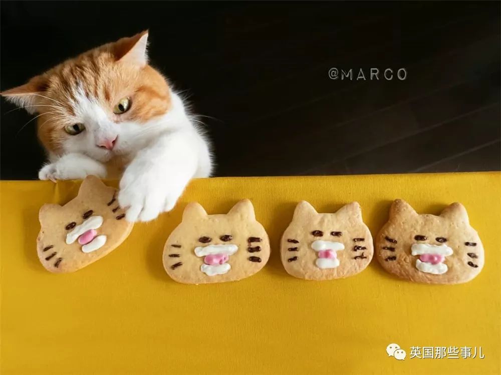 喵星人吃起来真香看的都想吃一口 (喂喵星人吃饭一副生无可恋的表情)