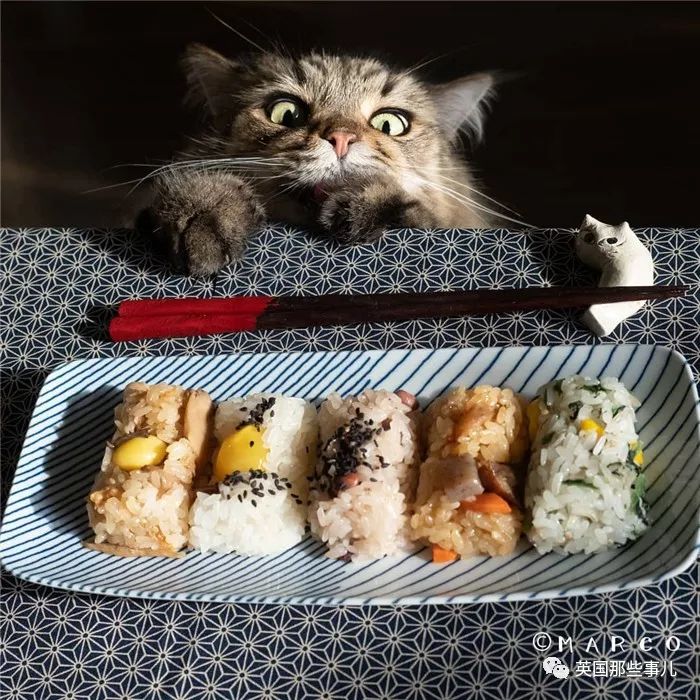 喵星人吃起来真香看的都想吃一口 (喂喵星人吃饭一副生无可恋的表情)