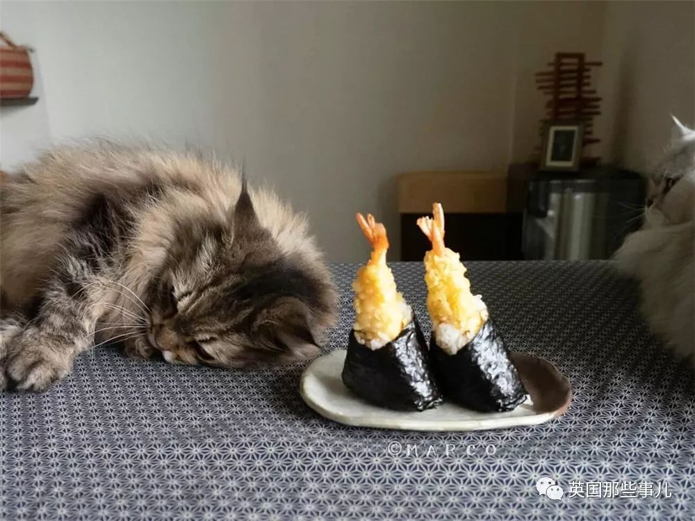 喵星人吃起来真香看的都想吃一口 (喂喵星人吃饭一副生无可恋的表情)