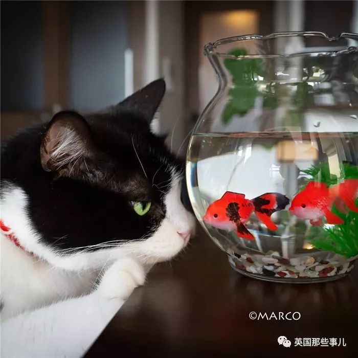 喵星人吃起来真香看的都想吃一口 (喂喵星人吃饭一副生无可恋的表情)