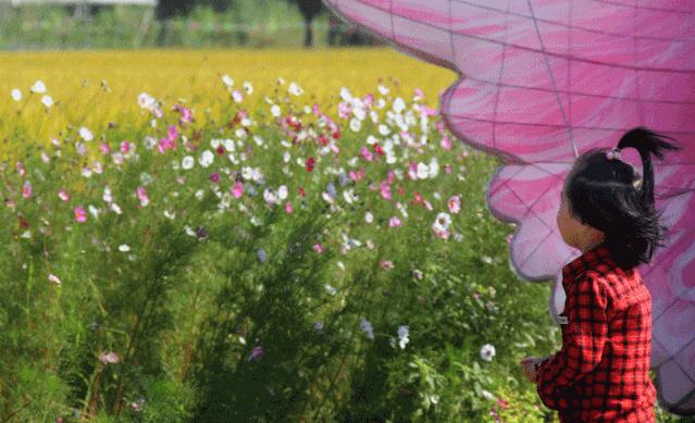 满城尽带黄金甲！在佛山，就能感受秋日童话的浪漫