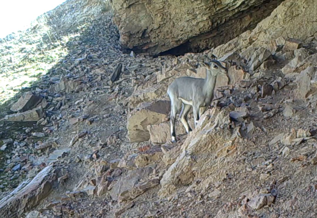 艺高胆大的动物是什么,艺高胆大什么生肖动物