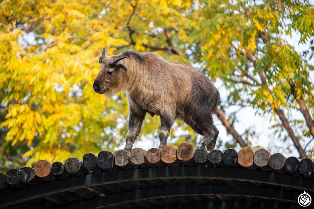 小动物生龙活虎,小动物活的