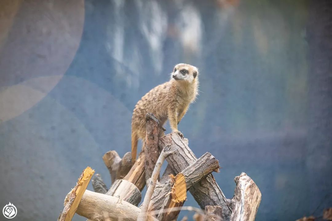 小动物生龙活虎,小动物活的