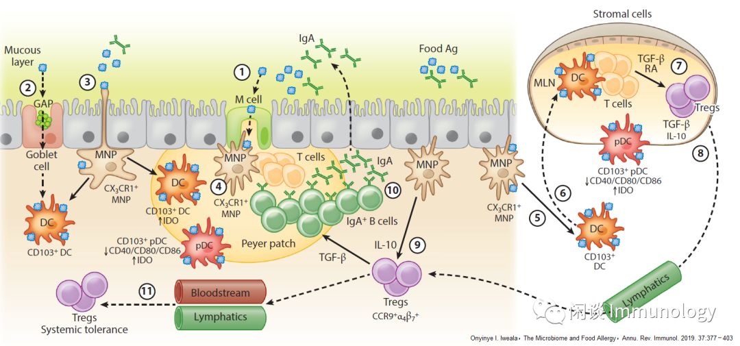 食物过敏究竟有多可怕,食物过敏国内外指南及解读