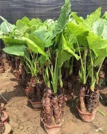 什么样芋头有毒不能吃,芋头吃了麻嘴有毒吗