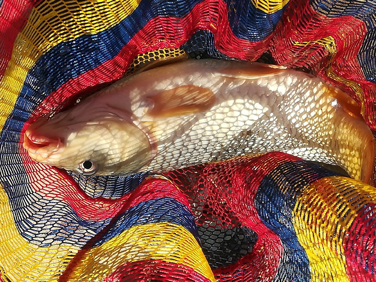 不钓鱼全是烦恼,不钓鱼心里没味道