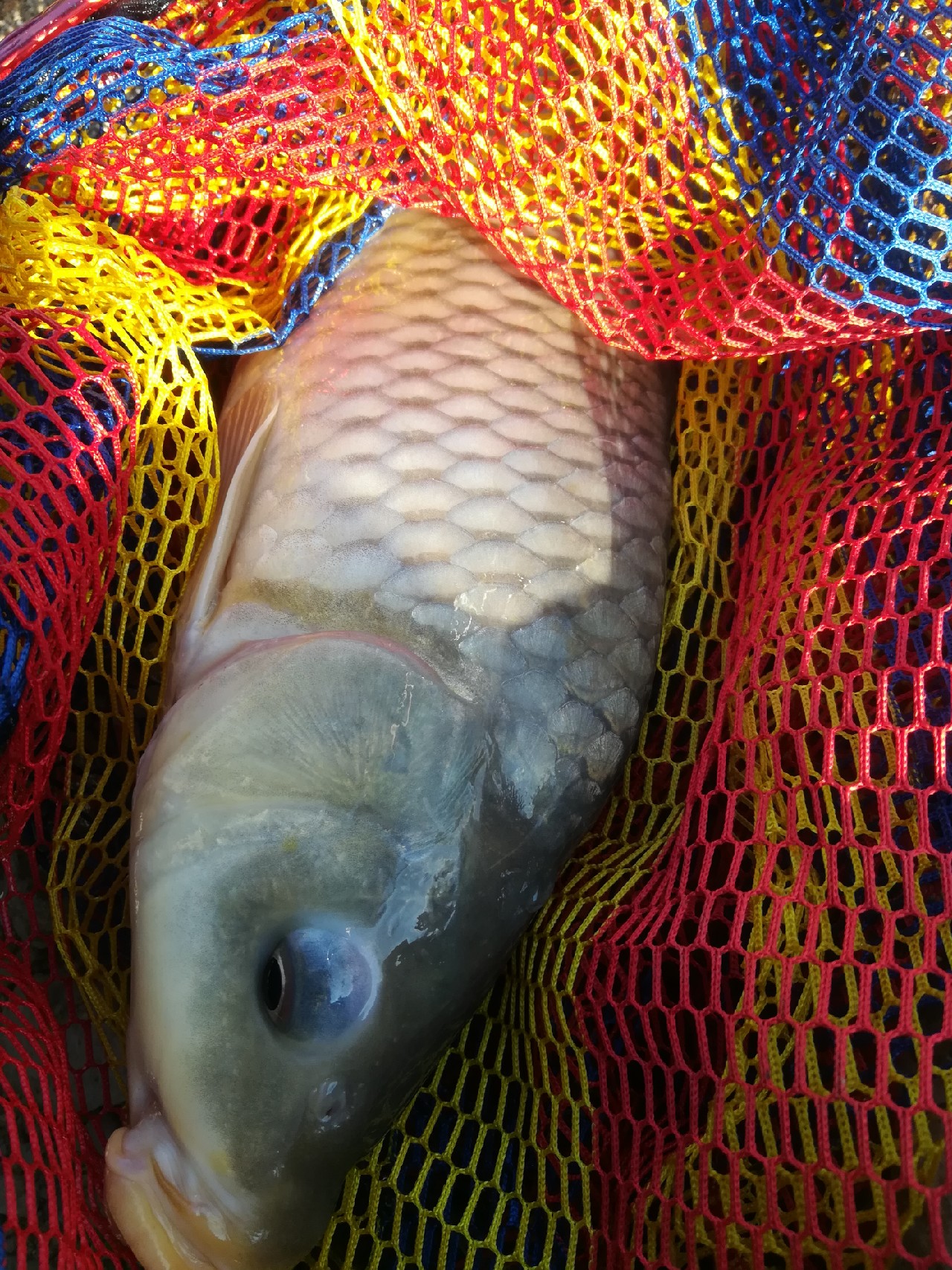 不钓鱼全是烦恼,不钓鱼心里没味道