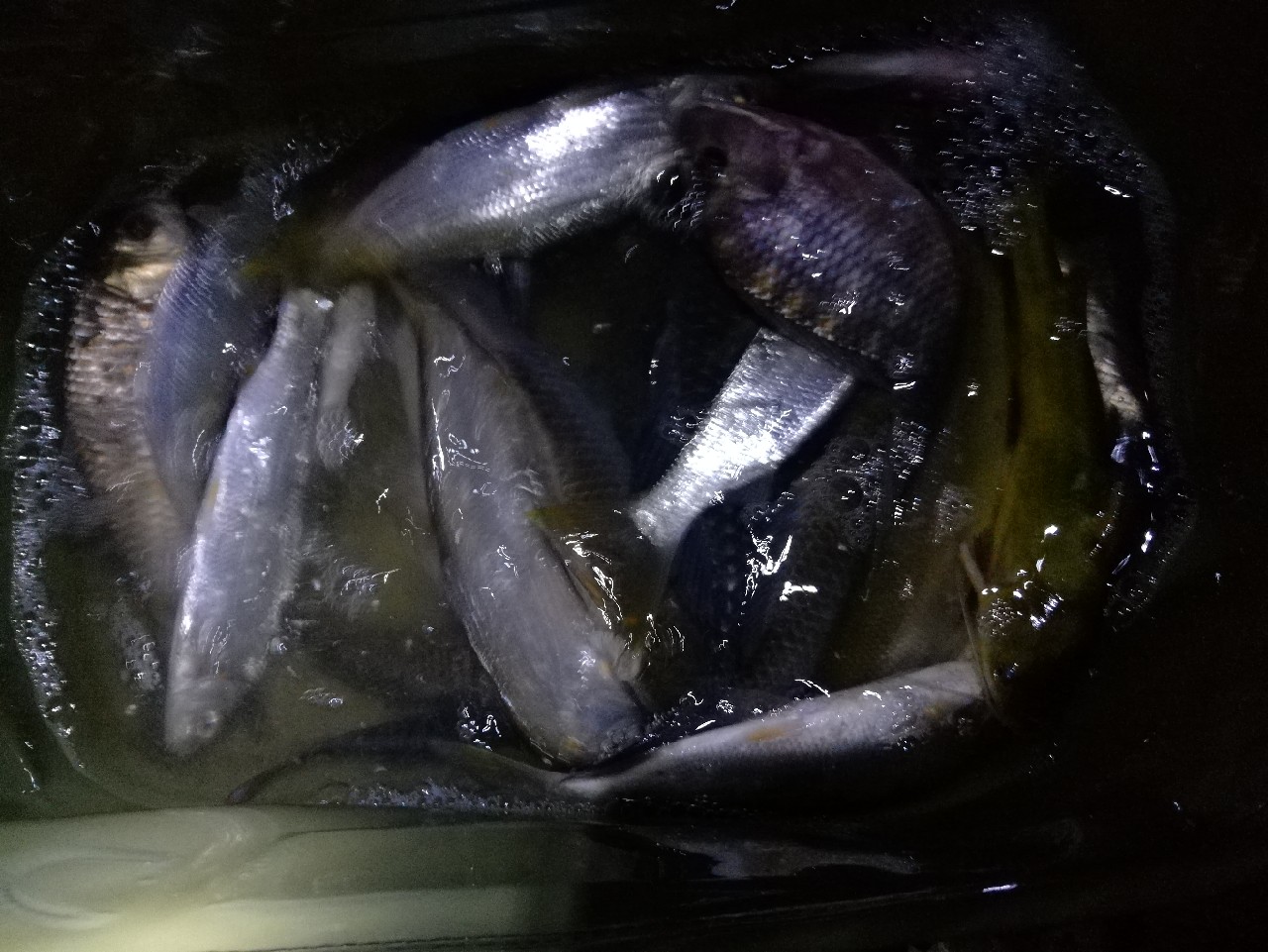 不钓鱼全是烦恼,不钓鱼心里没味道