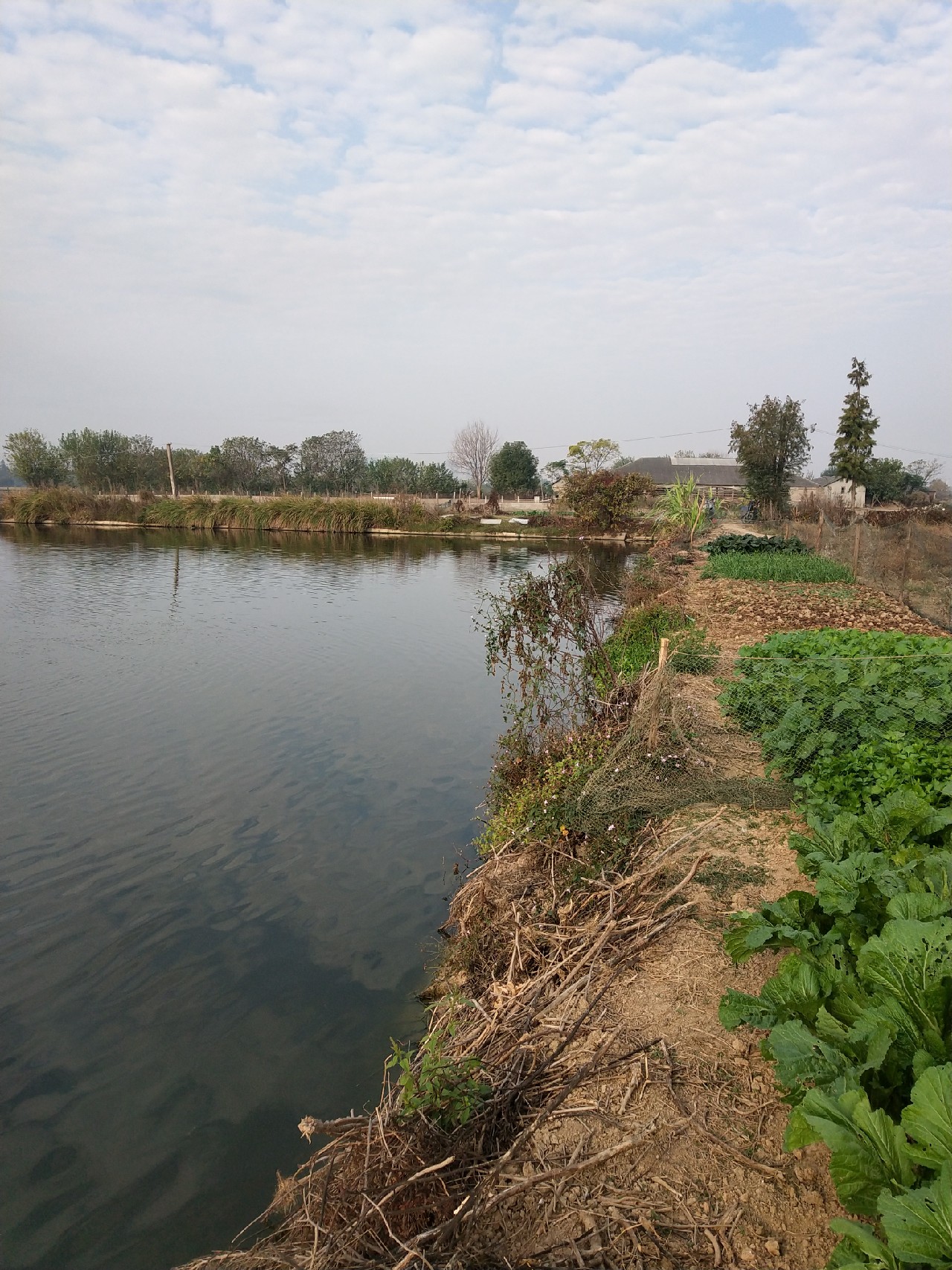 大号七星漂朝天钩专攻大板鲫,七星漂钓大板鲫用几号朝天钩