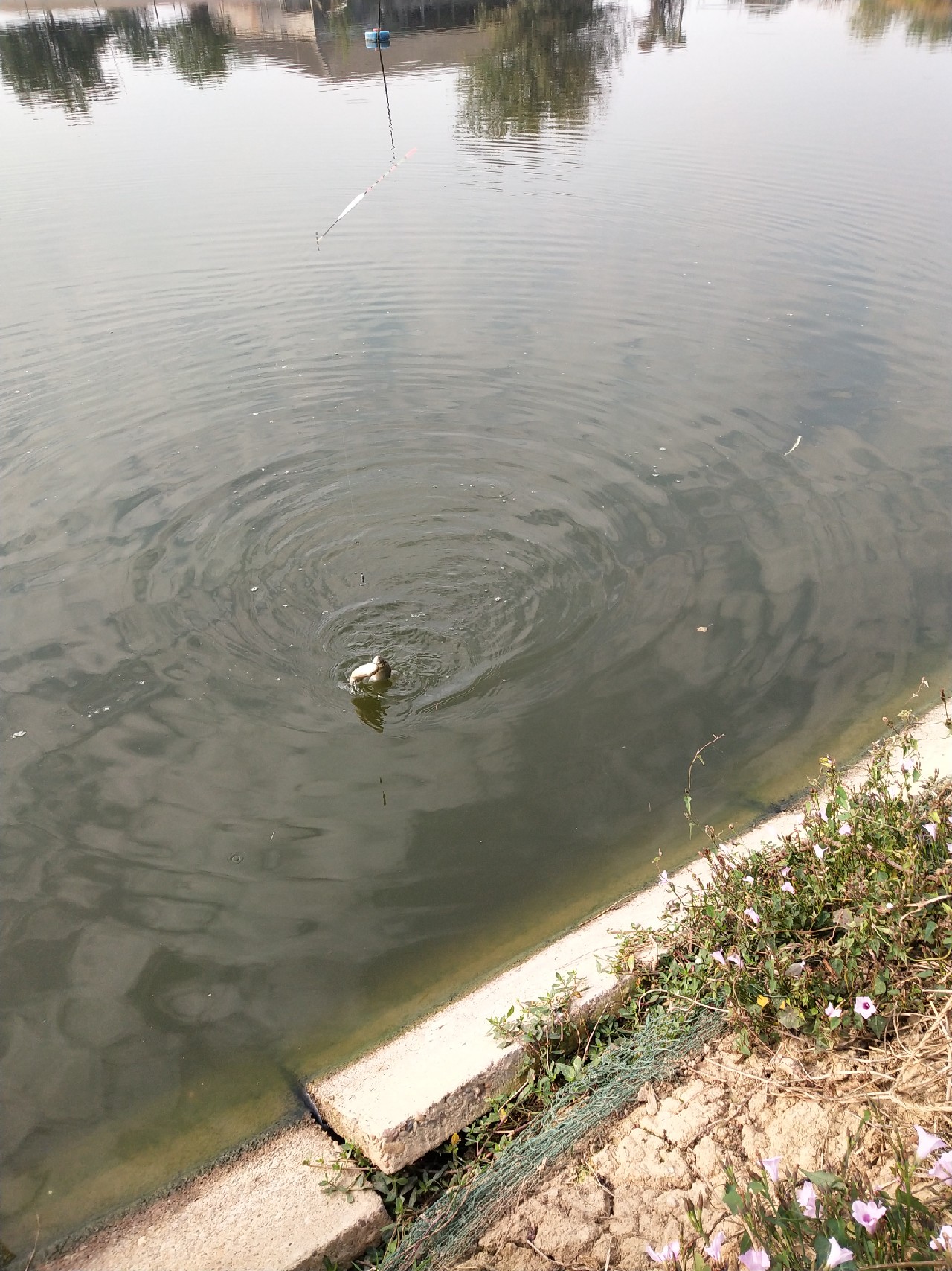 大号七星漂朝天钩专攻大板鲫,七星漂钓大板鲫用几号朝天钩