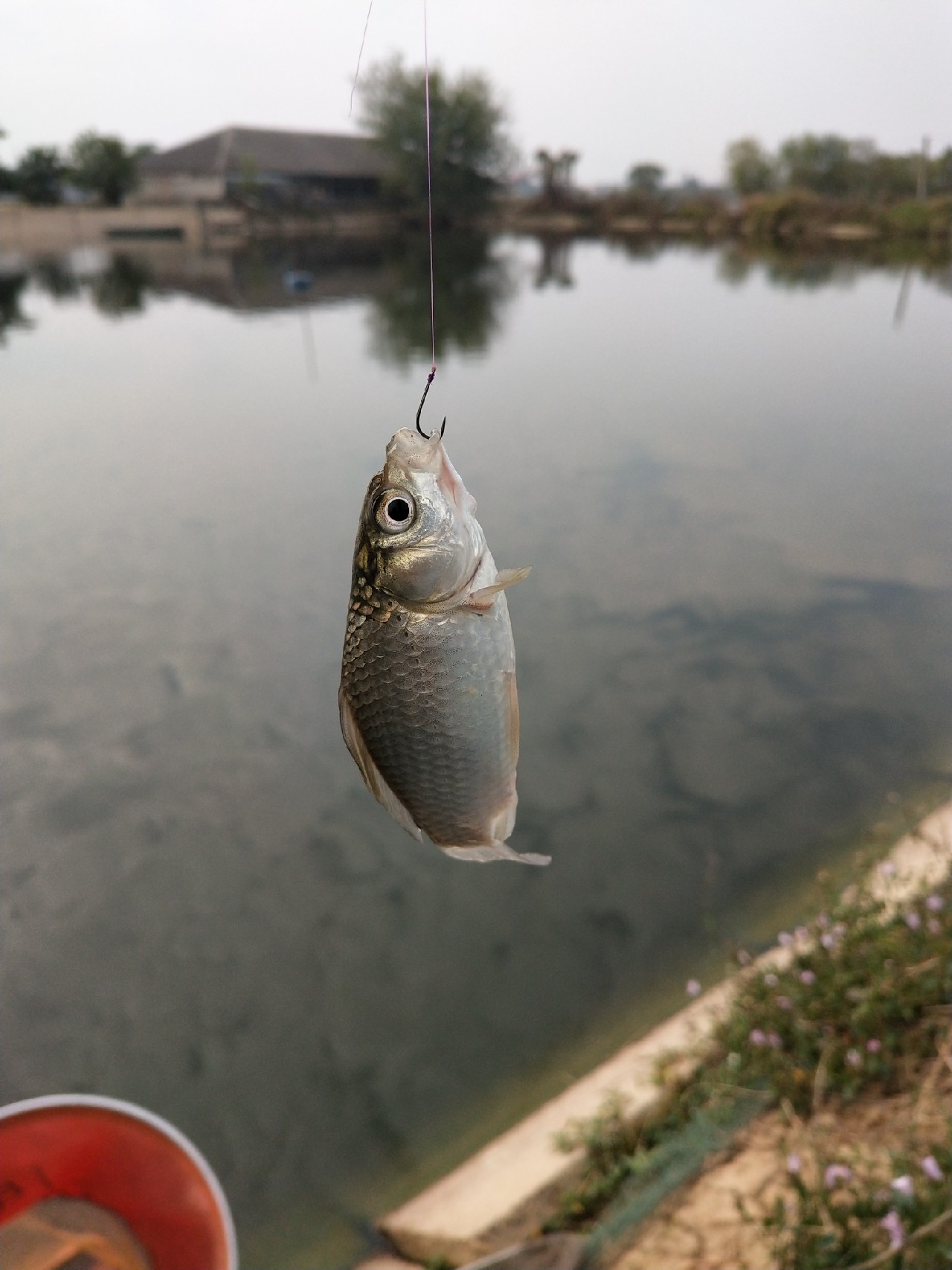 大号七星漂朝天钩专攻大板鲫,七星漂钓大板鲫用几号朝天钩