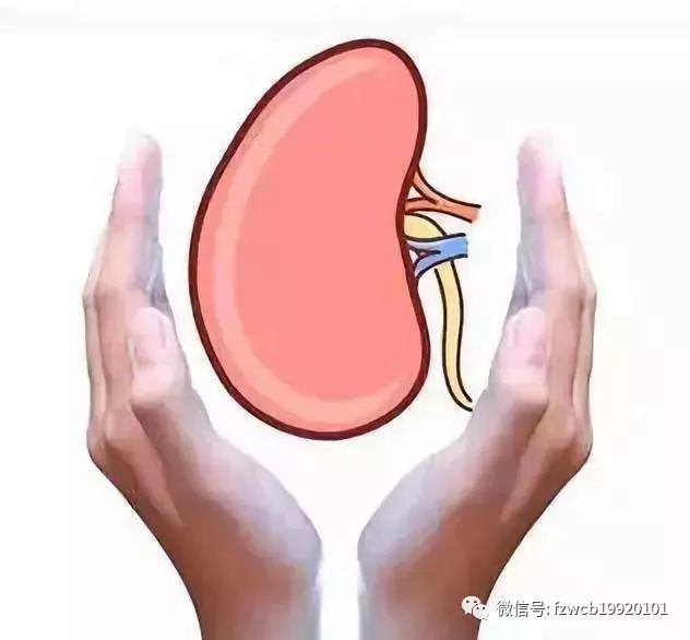 怎样保护肾功能预防肾病,谨慎慢性肾病的危害