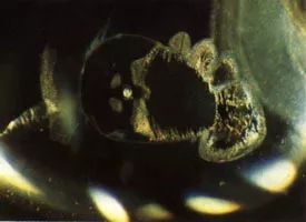 中国宝石排名,中国宝石宝藏大全