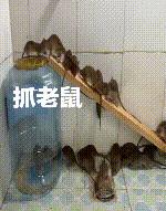 深圳罗湖灭鼠,除虫灭鼠深圳