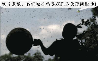 深圳罗湖灭鼠,除虫灭鼠深圳