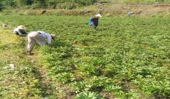 幕阜山有哪些项目,幕阜山开发最新消息