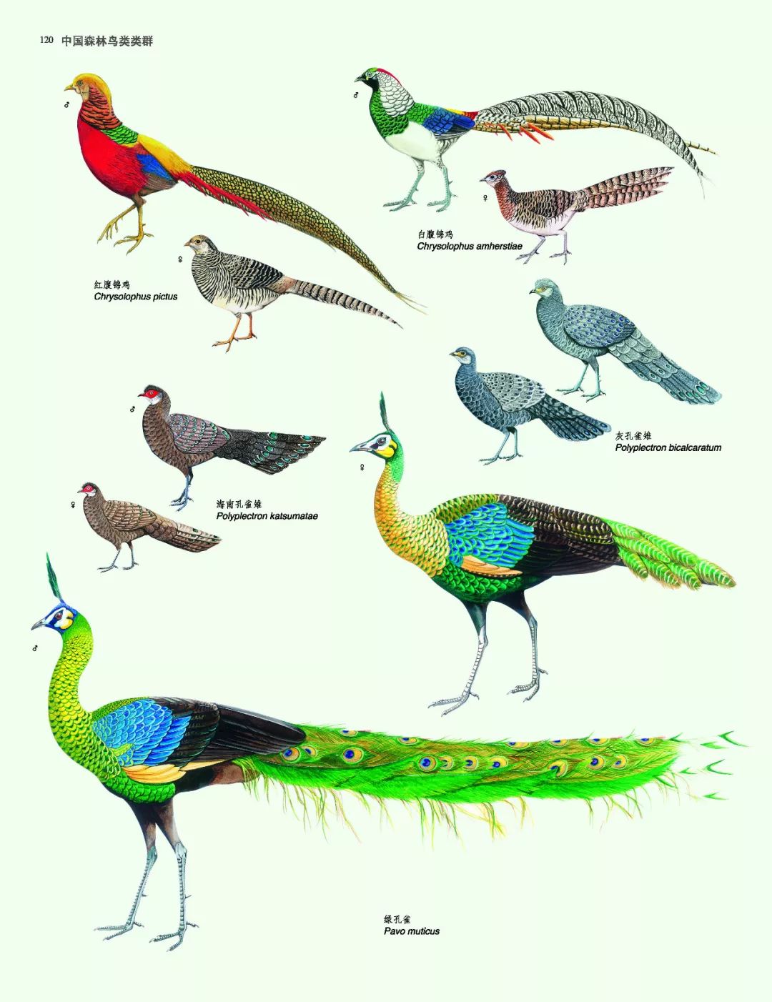 这也许是最好买的一场劲草嘉年华……