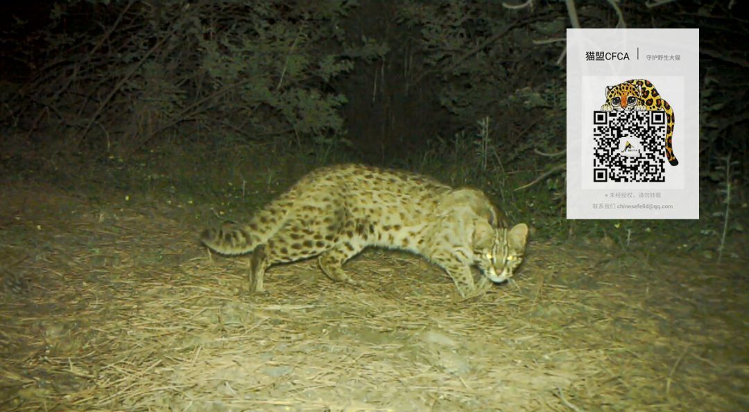 这也许是最好买的一场劲草嘉年华……