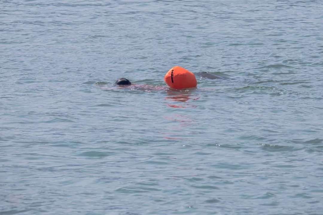 看江豚的图片,江豚会笑