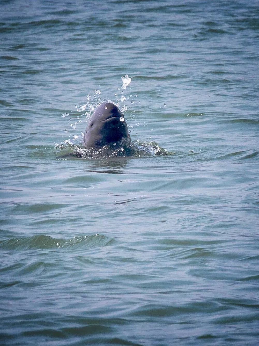 看江豚的图片,江豚会笑