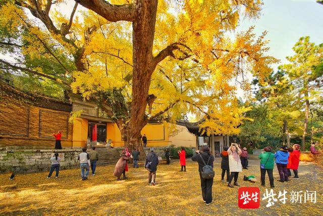 无锡惠山赏杏,红橙黄绿青蓝紫打卡